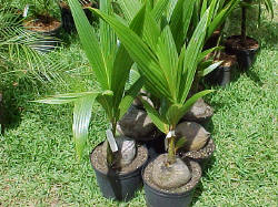 How to plant a coconut tree