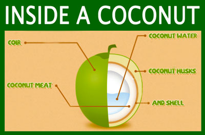 Inside a Coconut