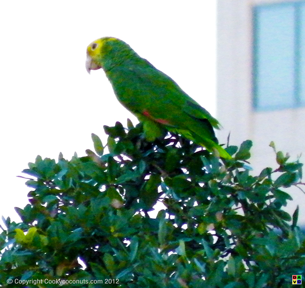 Parrots Sing On Top Of Tree At The Breakers Hotel in Palm Beach Florida